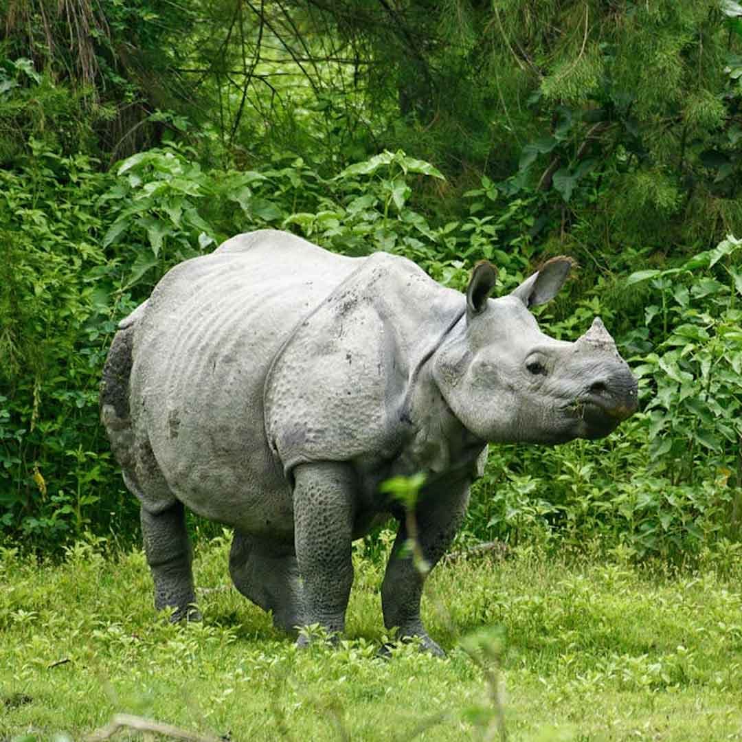 Wildlife